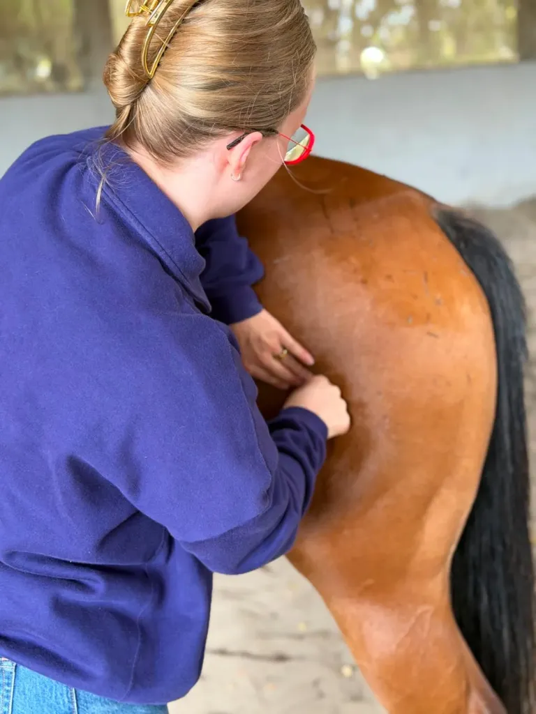 equine Bowen case study